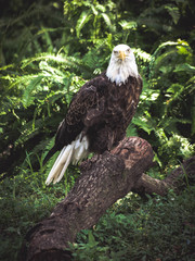 america 
