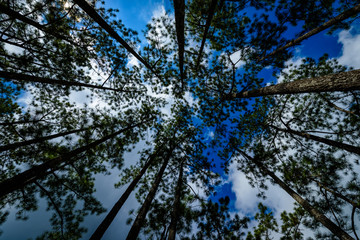 trees and blue sky