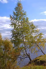 Fototapeta na wymiar Birch tree shoreline