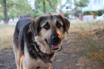 dog in park