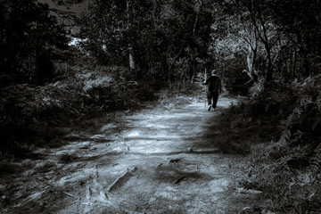 Obraz premium Travel into the wood.