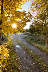 Fototapeta premium The sun shines through the autumn foliage against the backdrop of the road