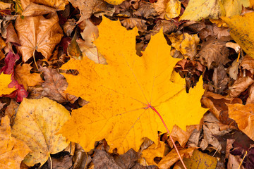 Autumn yellow leaves lie on the ground