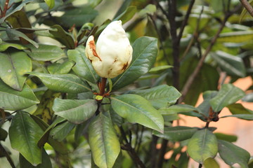 colibrí © roselosfoto