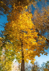 Autumn yellow tree