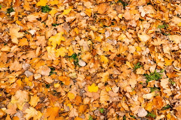Autumn yellow leaves lie on the ground
