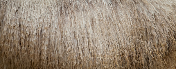 closeup of natural sheep wool