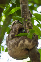 Fototapeta premium Faultier im Dschungel klettert an Bäumen