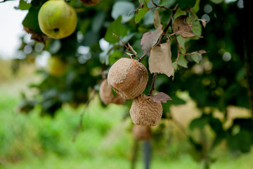 Obraz premium close up of rotten apple with mildew on tree in orchard