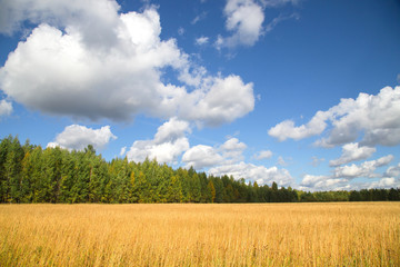 Fototapeta premium Beautiful autumn landscape with white clouds. Rural place