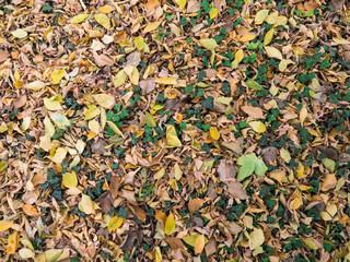 autumn leaves background
