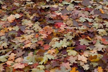 Amazing multicolor background of natural autumn foliage. Colorful background of multicolor leaves with natural light. Majestic bright autumn foliage color background