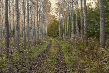 Planted forest in autumn