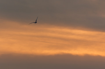 möwe im abendrot, wolken und sonnenuntergang 