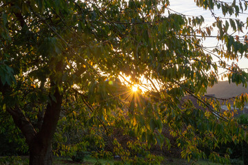 Rayons de soleil dans arbres automnes
