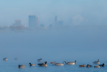 Waterfowl on Minneapolis lake in winter