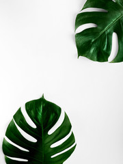 Monstera leaves Close-up photo in minimalistic style Natural background with crop image of monstera on white background Top view