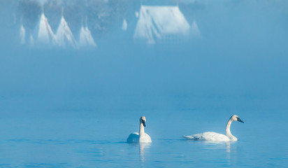 White Swans in Winter