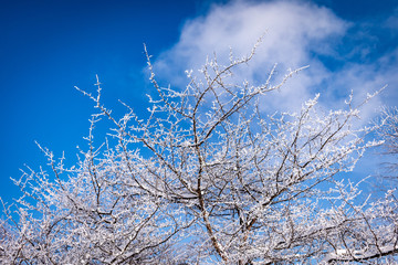 Frosted tree