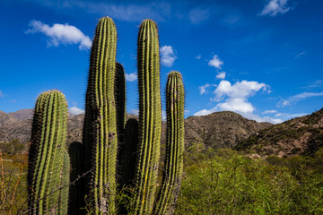Approach of a typical desert cactus.