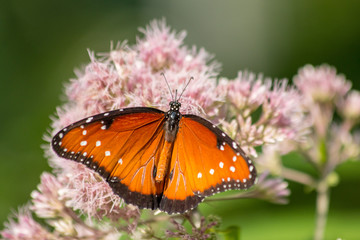 butterfly on flower