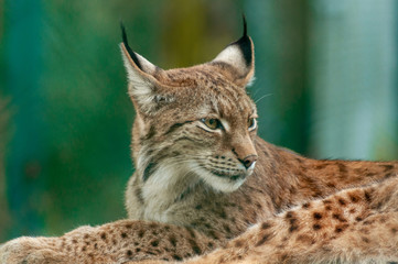 Lynx