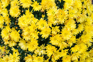 Yellow chrysanthemum flowers blooming in garden, background pattern bloom