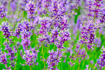Obraz premium Selective focus on lavender flower in flower garden. Lavender flowers. Lavender bushes closeup. Lavender flower close up in a field.