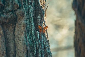 Pretty little orange winter butterfly with open wings on the side of a tree.  Room for text.
