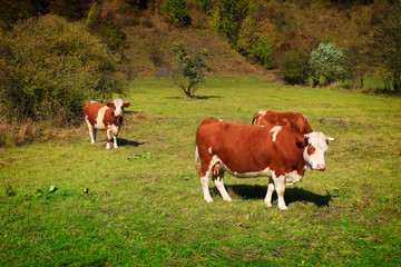 Fototapeta na wymiar Cows on a green meadow