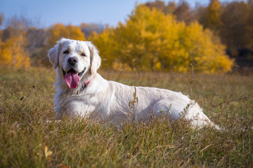 golden retriever lying down on field