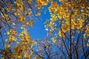 Natural background with golden leaves and blue sky