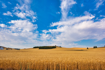 Fototapeta premium landscape with wheat field and blue sky in Palouse, Washington