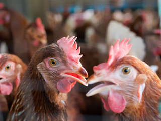 A lot of chickens in farm