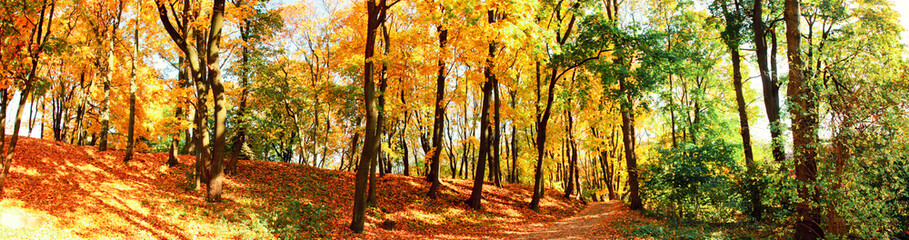 Fototapeta premium Goldener Herbst