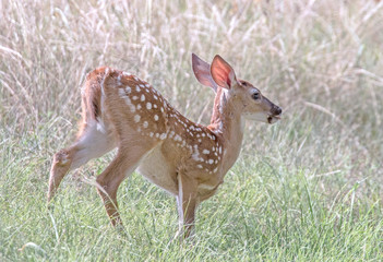 Fawn