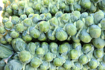 Brussels sprouts on a branch