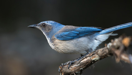 Woodhouse's Scrub Jay