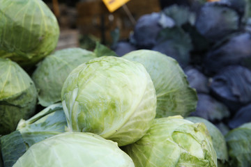 head of cabbage