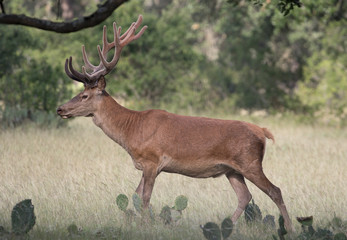 Red Stag