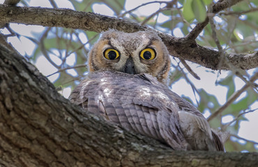 great horned owl