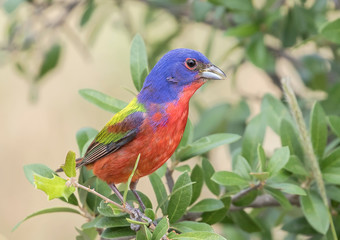 Painted Bunting