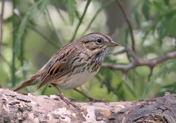 Lincoln's Sparrow