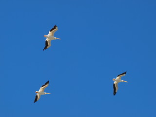American White Pelicans Riding The Thermals High Above A Lake Where They Migrated  from The Us. Canadian Border. 