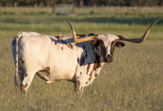 Longhorn At Sunset