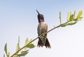 Black-chinned Hummingbird