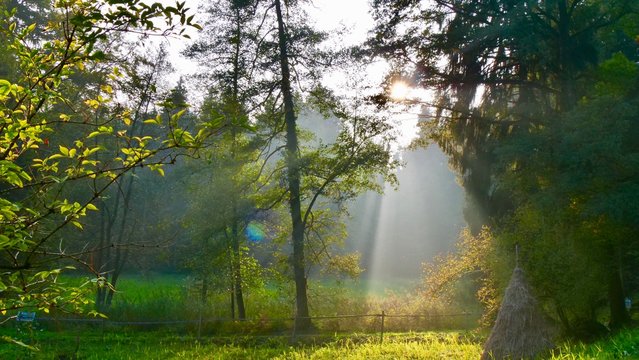 Sonnenstrahlen fallen durch Wald und Bäume © mein-film.ch
