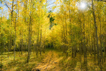 Obraz premium Fall colours in Crested Butte Colorado