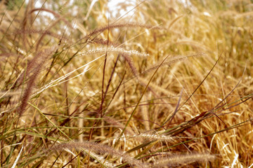 Fototapeta premium brown grasses blowing in wind nature background