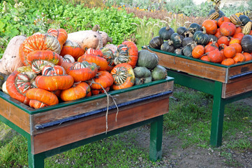 Bins filled with colorful gourds and pumpkins